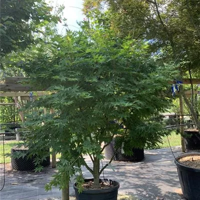 Solitär VK24-014 1185 - Fächerahorn 'Osakazuki' - Acer palmatum 'Osakazuki' - Collection
