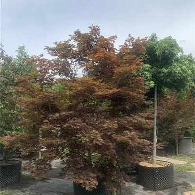 Solitäre / EXC 250-275 HP24-187 2365 - Fächerahorn 'Tsukushigata' - Acer palmatum 'Tsukushigata' - Collection