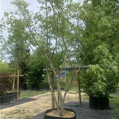 Schirmform HP23-8 2730 - Tatarischer Steppenahorn - Acer tataricum - Collection