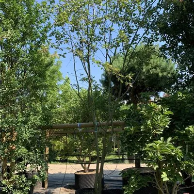 Schirmform 313.253 1550 - Felsenbirne 'Ballerina' - Amelanchier 'Ballerina' - Collection