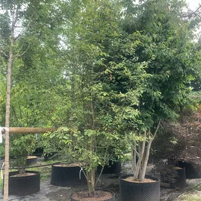 Solitär 150-200 x 300-350 24-A94 1350 - Felsenbirne 'Ballerina' - Amelanchier 'Ballerina' - Collection
