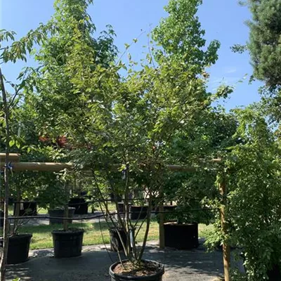 Schirmform VK24-022 1450 - Kupfer-Felsenbirne - Amelanchier lamarckii - Collection
