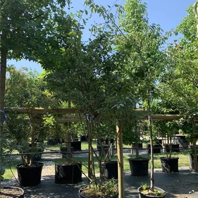 Schirmform VK24-023 1450 - Kupfer-Felsenbirne - Amelanchier lamarckii - Collection