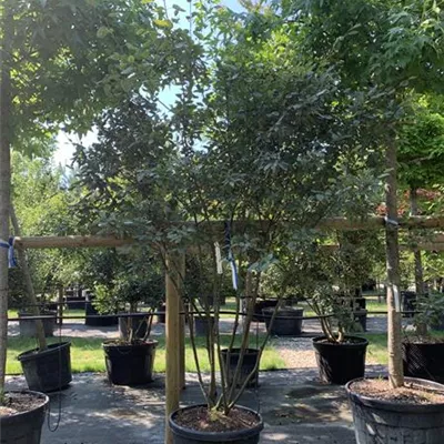 Schirmform VK24-024 1450 - Kupfer-Felsenbirne - Amelanchier lamarckii - Collection