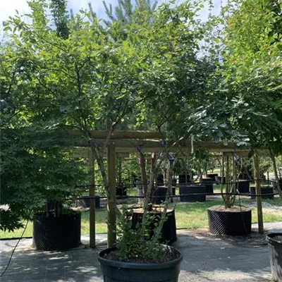 Schirmform VK24-026 1450 - Kupfer-Felsenbirne - Amelanchier lamarckii - Collection