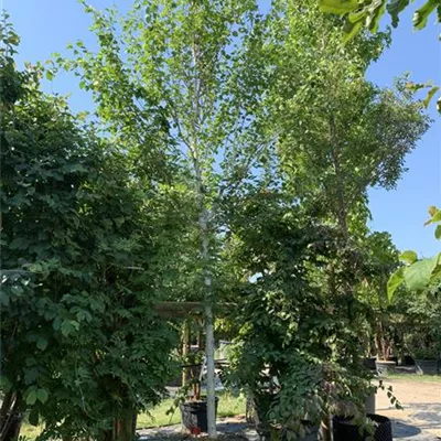 Hochstamm 18-20 HP24-4 823 - Himalayabirke 'Doorenbos' - Betula utilis 'Doorenbos' - Collection