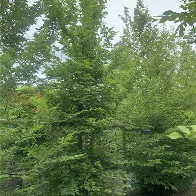 Solitär / EXC 400-450 HP24-233 1885 - Hainbuche,Weißbuche - Carpinus betulus - Collection