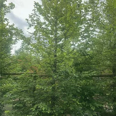 Solitär / EXC 400-450 HP24-234 1885 - Hainbuche,Weißbuche - Carpinus betulus - Collection