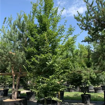 Solitär 400-450 24-1223 - Hainbuche,Weißbuche - Carpinus betulus - Collection