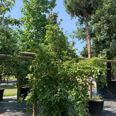Solitäre / EXC 200-250 HP24-255 620 - Hänge-Hainbuche 'Pendula' - Carpinus betulus 'Pendula' - Collection