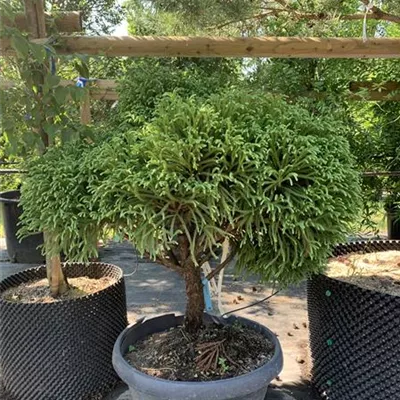 Solitär VP24-8045 950 - Kleine Sicheltanne 'Globosa Nana' - Cryptomeria japonica 'Globosa Nana' - Collection