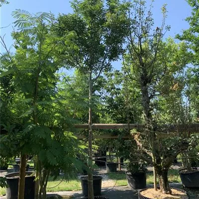 Hochstamm 14-16 24-1231 795 - Blumenesche 'Obelisk' - Fraxinus ornus 'Obelisk' - Collection