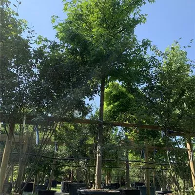 Hochstamm 25-025 - Amerikanischer Amberbaum - Liquidambar styraciflua - Collection