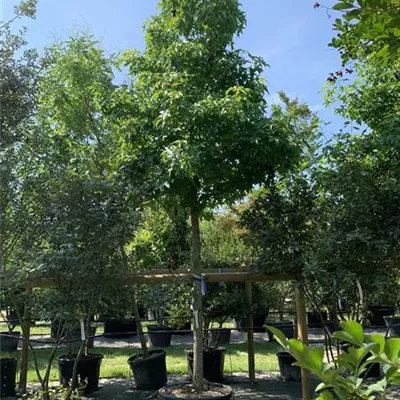 Hochstamm 25-020 - Amerikanischer Amberbaum - Liquidambar styraciflua - Collection