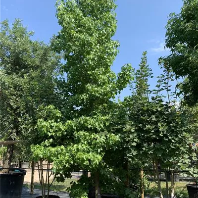 Solitär 500-600 HP24-457 2933 - Amberbaum 'Rotundiloba' - Liquidambar styraciflua 'Rotundiloba' - Collection