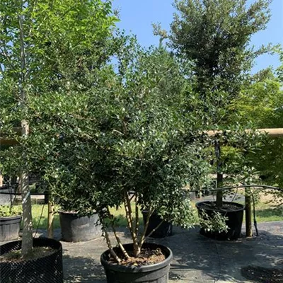 Solitär VK24-016 1490 - Stachelblättrige Duftblüte - Osmanthus heterophyllus - Collection