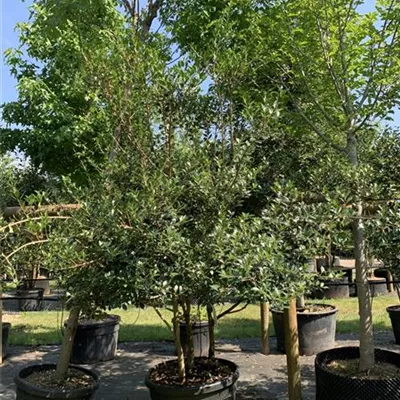 Solitär VK24-029 1490 - Stachelblättrige Duftblüte - Osmanthus heterophyllus - Collection