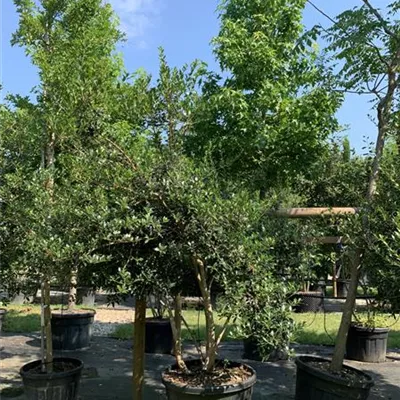 Solitär VK24-028 1490 - Stachelblättrige Duftblüte - Osmanthus heterophyllus - Collection