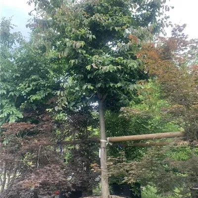 Hochstamm 35-40 23-1A 3400 - Eisenbaum - Parrotia persica - Collection