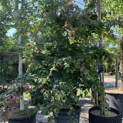 Schirmform 250-300 VP24-8029 2397 - Eisenbaum - Parrotia persica - Collection