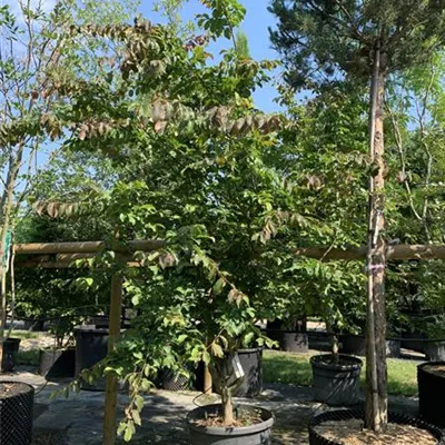 Schirmform 250-300 VP24-8027 2397 - Eisenbaum - Parrotia persica - Collection
