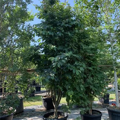 Schirmform 250-275 VP24-8018 2397 - Eisenbaum 'Vanessa' - Parrotia persica 'Vanessa' - Collection