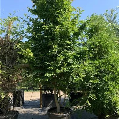 Schirmform 250-275 VP24-8022 2397 - Eisenbaum 'Vanessa' - Parrotia persica 'Vanessa' - Collection