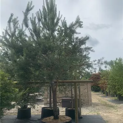 Charakterform 500-550 4185 - Kiefer - Pinus sylvestris - Collection