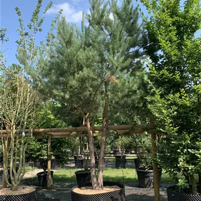 Charakterbaum 200-300 x 300-350 24-E49 4500 - Kiefer - Pinus sylvestris - Collection