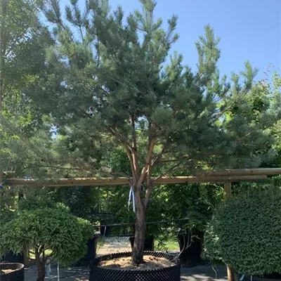 Charakterbaum 150-200 x 300-350 24-E50 4650 - Kiefer - Pinus sylvestris - Collection