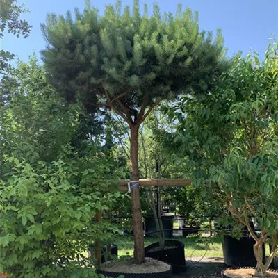 Hochstamm 24/25-A4 4350 - Kiefer - Pinus sylvestris - Collection