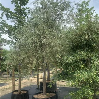 Sol 20-25 Nr. 98C 1800 - Hängende Wildbirne - Pyrus salicifolia 'Pendula' - Collection