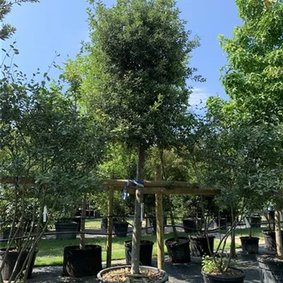 Hochstamm 25-009 3885 - Stein-Eiche - Quercus ilex - Collection