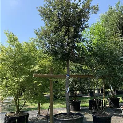 Hochstamm 25-010 3885 - Stein-Eiche - Quercus ilex - Collection