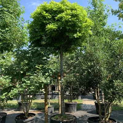 Hochstamm 25-30 HP24-57 3350 - Sumpf-Eiche 'Green Dwarf' - Quercus palustris 'Green Dwarf' - Collection