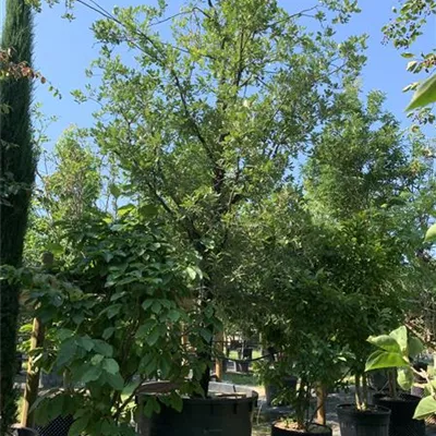 Solitär VP24-8059 5950 - Flaumeiche - Quercus pubescens - Collection
