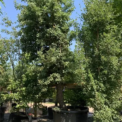 Solitär 450-500 VP24-8069 5530 - Flaumeiche - Quercus pubescens - Collection