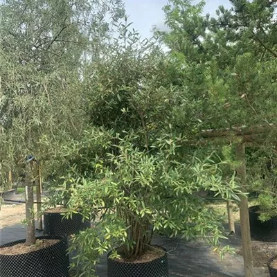 Solitär / EXC 275-300 HP24-580 3100 - Prager Schneeball - Viburnum 'Pragense' - Collection