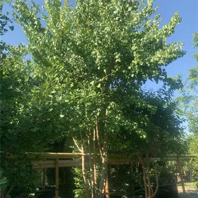 Schirmform 200-300 x 350-400 23-85C 2850 - Dreizahnahorn - Acer buergerianum - Collection