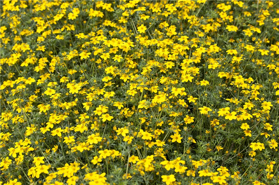 Potentilla fruticosa 'Goldfinger', Fingerstrauch