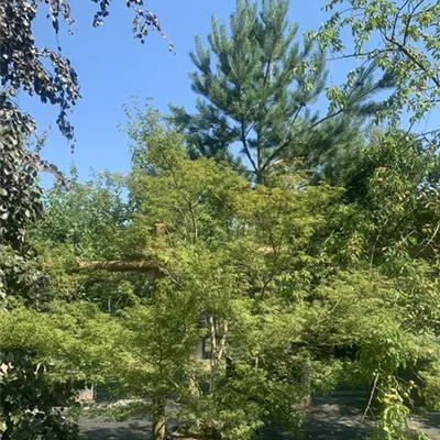 Solitär / EXC 225-250 HP24-177 1725 - Fächerahorn 'Seiryu' - Acer palmatum 'Seiryu' - Collection