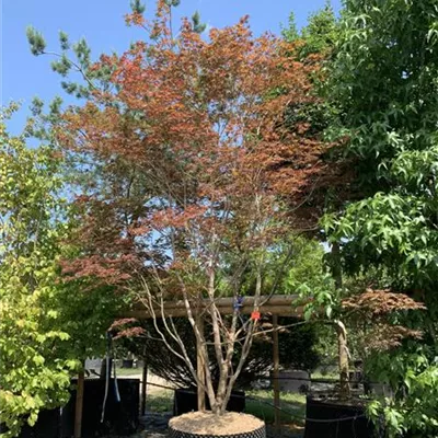 Solitär 300-350 HP24-184 3250 - Fächerahorn 'Trompenburg' - Acer palmatum 'Trompenburg' - Collection