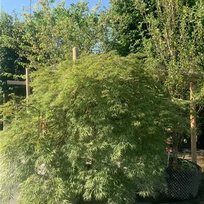 Solitär/EXC 175-200 1450 - Spitzahorn 'Palmatifidum' - Acer platanoides 'Palmatifidum' - Collection