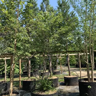 Schirmform 300-350 24-1253 1200 - Kupfer-Felsenbirne - Amelanchier lamarckii - Collection