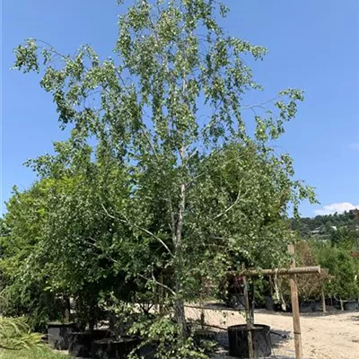 Solitär 600-700 24-1226 1850 - Sandbirke - Betula pendula - Collection