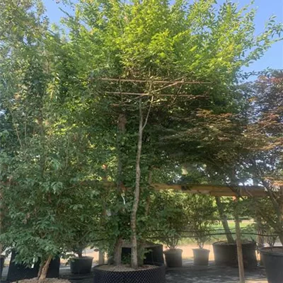 Dachform, Nr. 22.10A, 1980 - Hainbuche,Weißbuche - Carpinus betulus - Collection