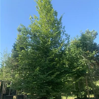 Spalier 350 hoch, 150 breit HP24-223 1800 - Hainbuche,Weißbuche - Carpinus betulus - Collection