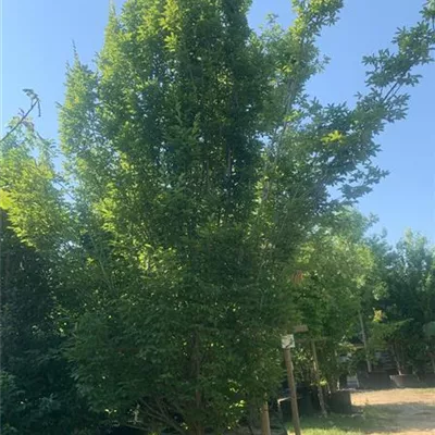 Spalier 350 hoch, 150 breit HP24-225 1800 - Hainbuche,Weißbuche - Carpinus betulus - Collection