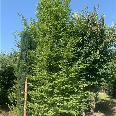Solitär / EXC 400-450 HP24-227 1885 - Hainbuche,Weißbuche - Carpinus betulus - Collection