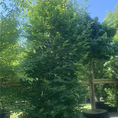 Solitär 400-450 24-1240 1885 - Hainbuche,Weißbuche - Carpinus betulus - Collection